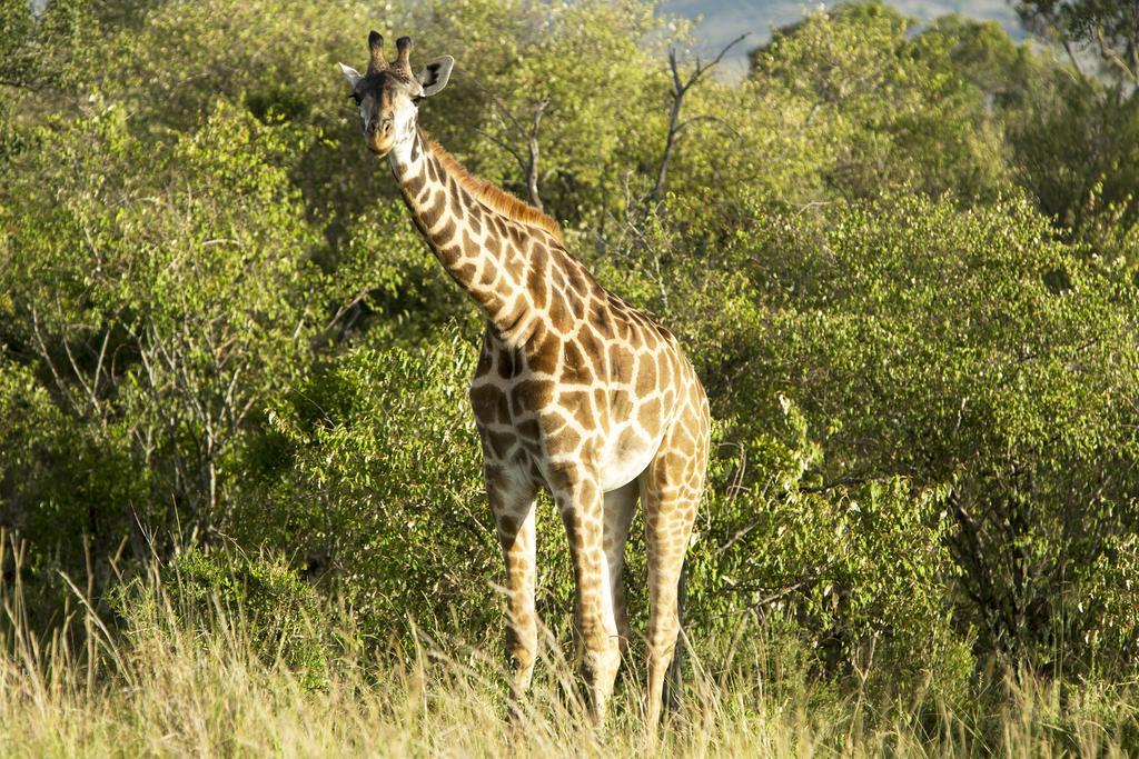 Mara Engai Lodge Lolgorien ภายนอก รูปภาพ